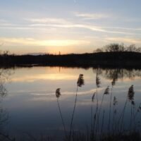 sunset, brognard, doubs, franche-comté, lake, forest, nature, reeds, france